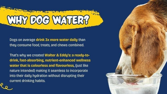 Joints & Gut Health Wellness Water supplement for dogs